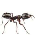 ant control gwillimbury