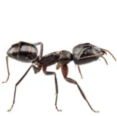 ant control gwillimbury