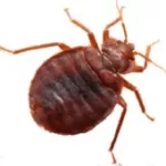 bed bug control gwillimbury