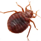 bed bug control gwillimbury