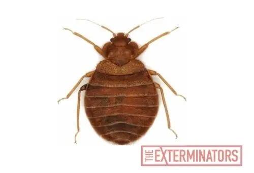 bed bug exterminator gwillimbury