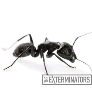 carpenter ant control gwillimbury