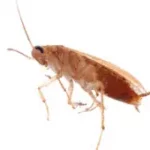 cockroach control gwillimbury