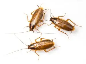 cockroach treatment pest control gwillimbury