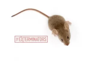 mice exterminator gwillimbury