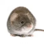 mouse control gwillimbury