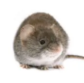 mouse control gwillimbury
