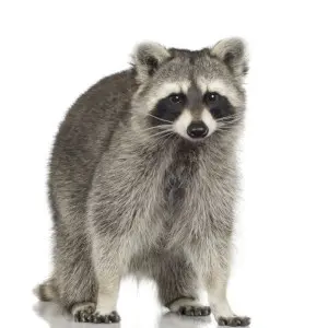 raccoon removal gwillimbury