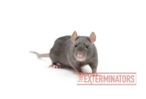 rat exterminator gwillimbury