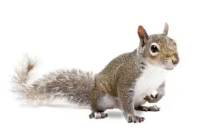 squirrel removal gwillimbury