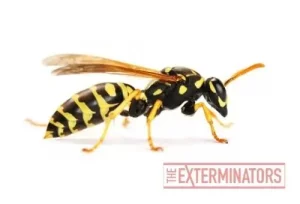 wasp removal gwillimbury