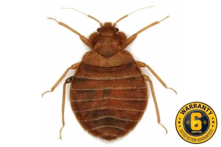 bed bug exterminator gwillimbury