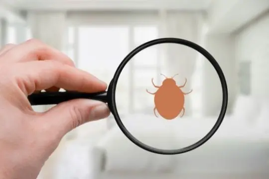 bed bug inspection gwillimbury
