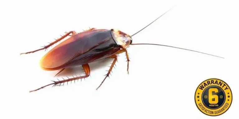 cockroach control gwillimbury
