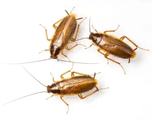 cockroach infestation gwillimbury