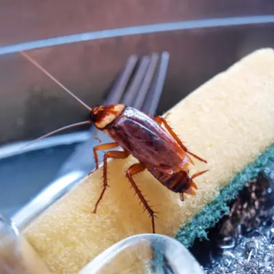 cockroach treatment gwillimbury
