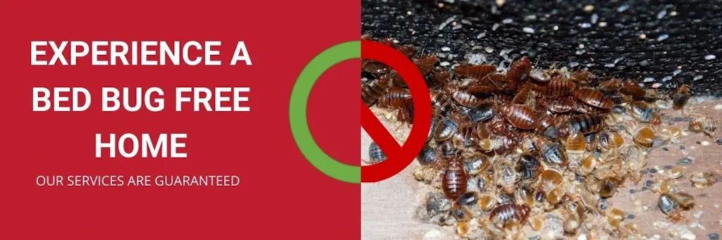experience a bed bug free home gwillimbury