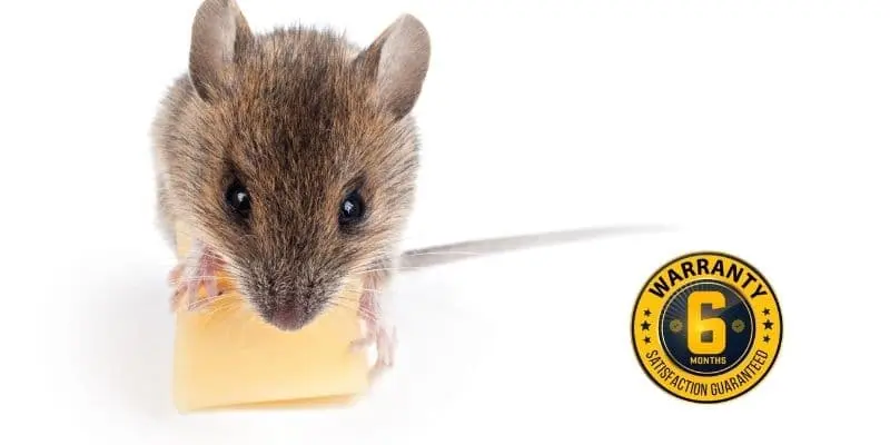 mice exterminator gwillimbury