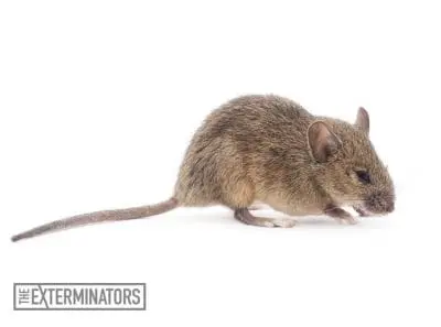 mice infestation gwillimbury