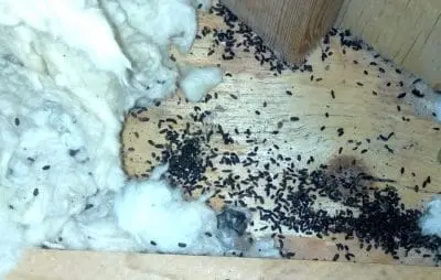 mouse feces gwillimbury