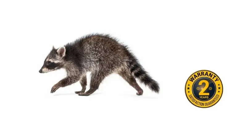 raccoon control gwillimbury