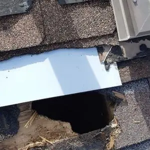 raccoon inspection gwillimbury