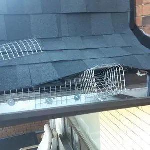 raccoon removal gwillimbury