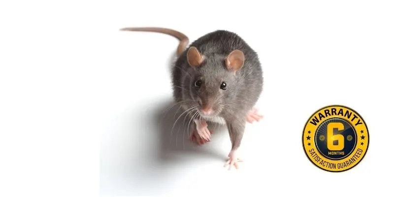 rat exterminator gwillimbury