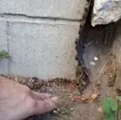 rat inspection gwillimbury