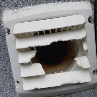 rat property damage gwillimbury