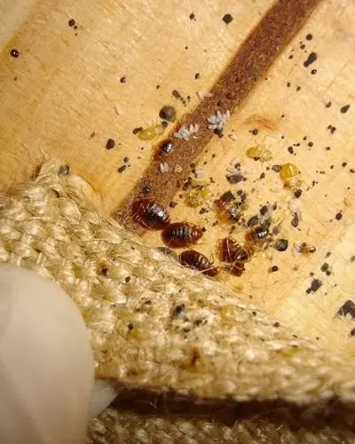 signs of bed bug infestation gwillimbury