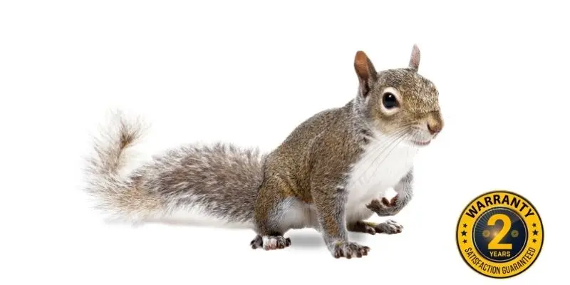 squirrel control gwillimbury