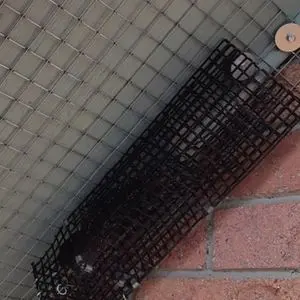 squirrel removal using one way door gwillimbury