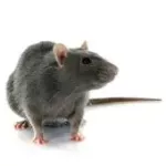 rats