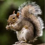squirrel