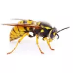 wasp